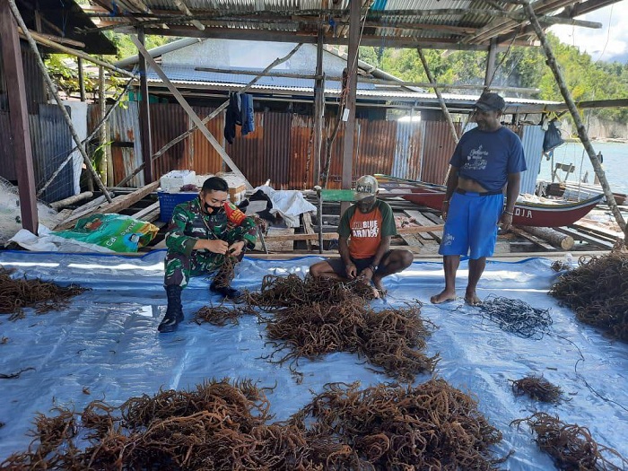Babinsa Kodim Yama Dukung Budidaya Rumput Laut di Kampung Sarawandori