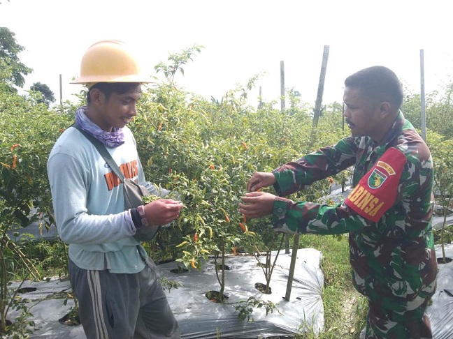 Ciptakan Kemanunggalan TNI-Rakyat, Babinsa Mapurujaya Dampingi Petani Panen Cabe