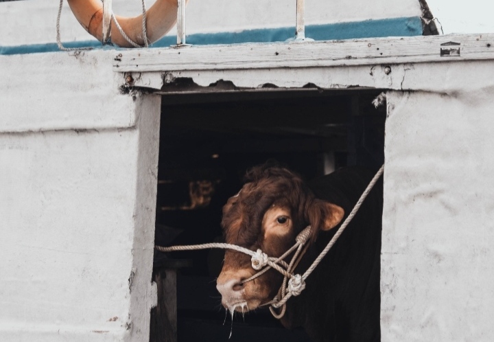 Sapi kurban dari Jawa Tengah ada di dalam kapal.