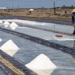 Sejumlah tumpukan garam hasil panen terlihat berjejer di atas plastik hitam yang memantulkan cahaya matahari, menandakan proses kristalisasi berjalan maksimal saat musim kemarau.